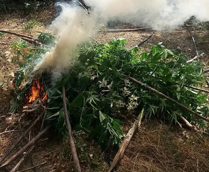 FOTO GALERI/ Krujë, ja si u zbuluan 277 bimë kanabis, identifikohen dhe shpallen në kërkim pronarët