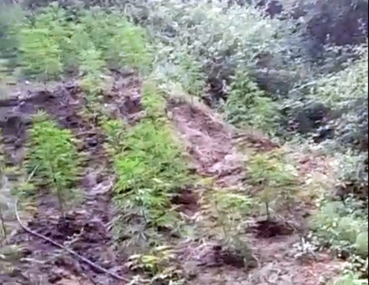 EMRA & FOTO GALERI/ Kavajë, “Prita” prangos babë e bir, duke “i shërbyer” kanabisit në arë