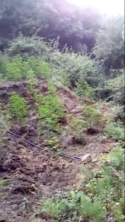 EMRA & FOTO GALERI/ Kavajë, “Prita” prangos babë e bir, duke “i shërbyer” kanabisit në arë