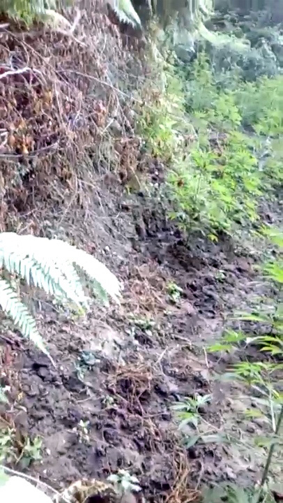 EMRA & FOTO GALERI/ Kavajë, “Prita” prangos babë e bir, duke “i shërbyer” kanabisit në arë