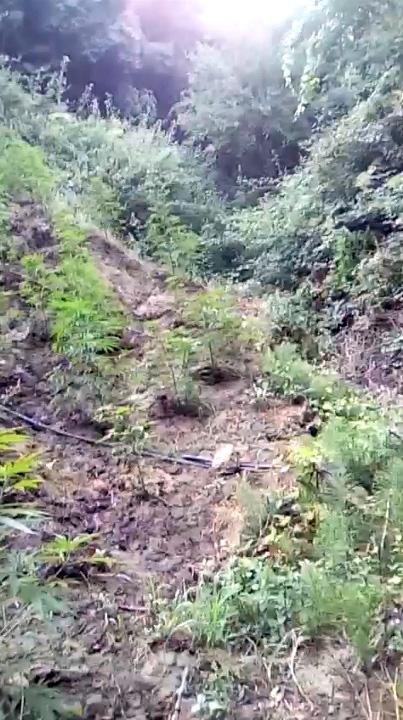 EMRA & FOTO GALERI/ Kavajë, “Prita” prangos babë e bir, duke “i shërbyer” kanabisit në arë