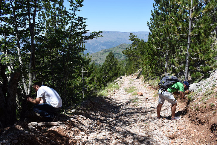 VIDEO/ Rojtarët e rrëqebullit “luftë” me kultivuesit e kanabisit për të shpëtuar grabitqarin