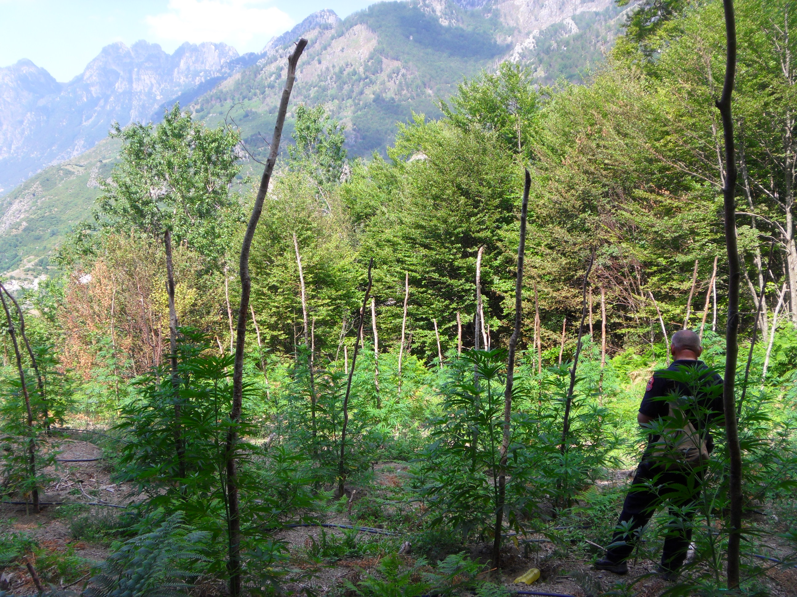 FOTO/ Shkodër, operacion masiv antidrogë, asgjësohen 716 bimë kanabis