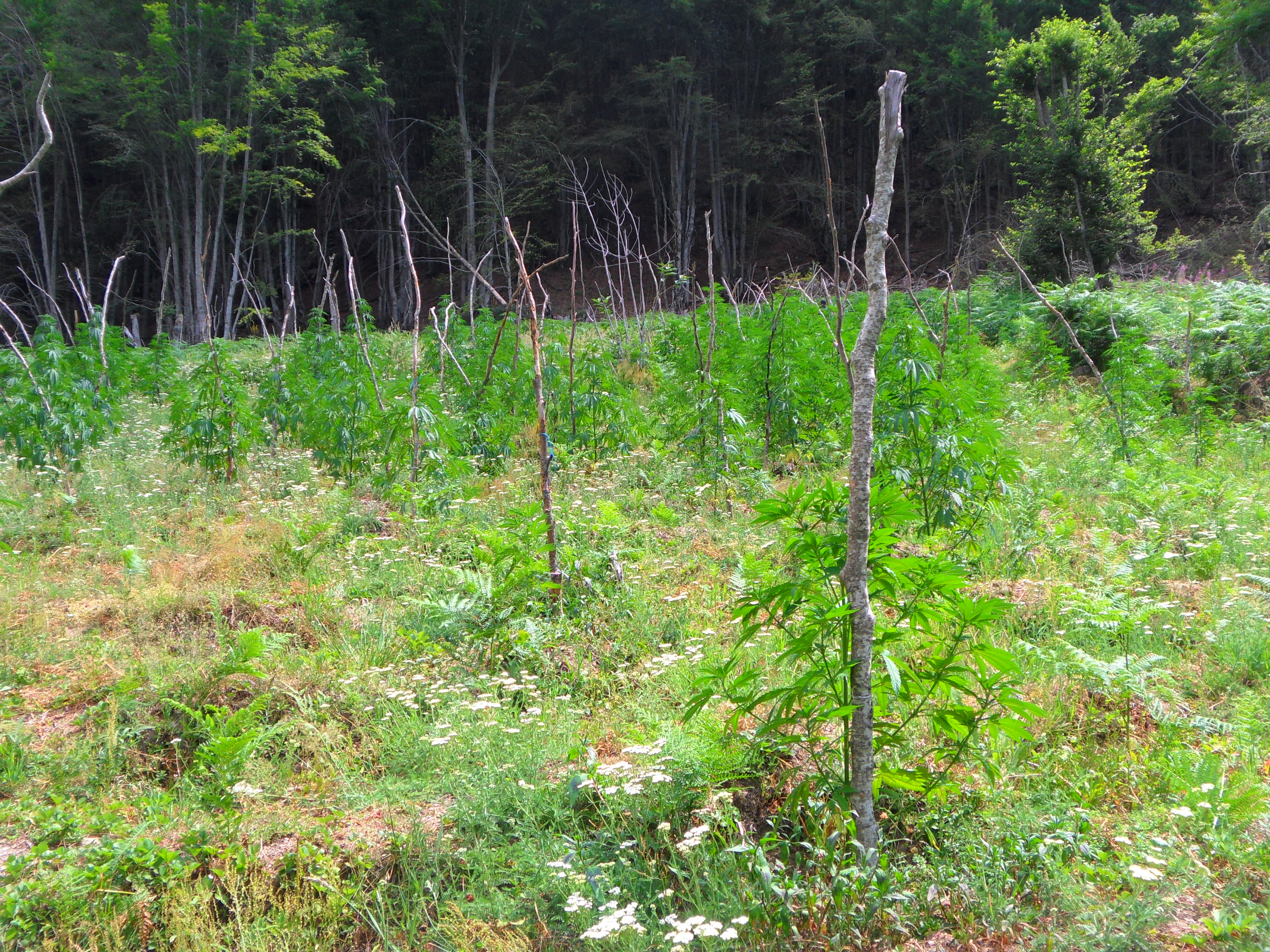 FOTO/ Shkodër, operacion masiv antidrogë, asgjësohen 716 bimë kanabis