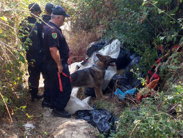 FOTO GALERI/ Vlorë, qeni i Policisë gjen në Drithas 600 kg kanabis