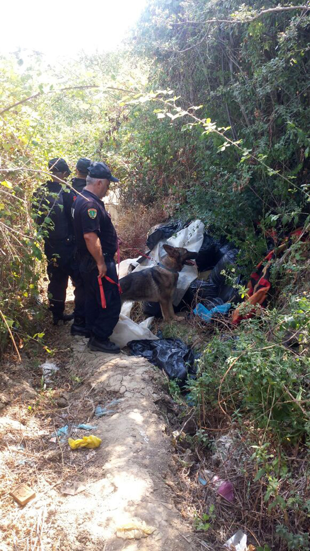 FOTO GALERI/ Vlorë, qeni i Policisë gjen në Drithas 600 kg kanabis