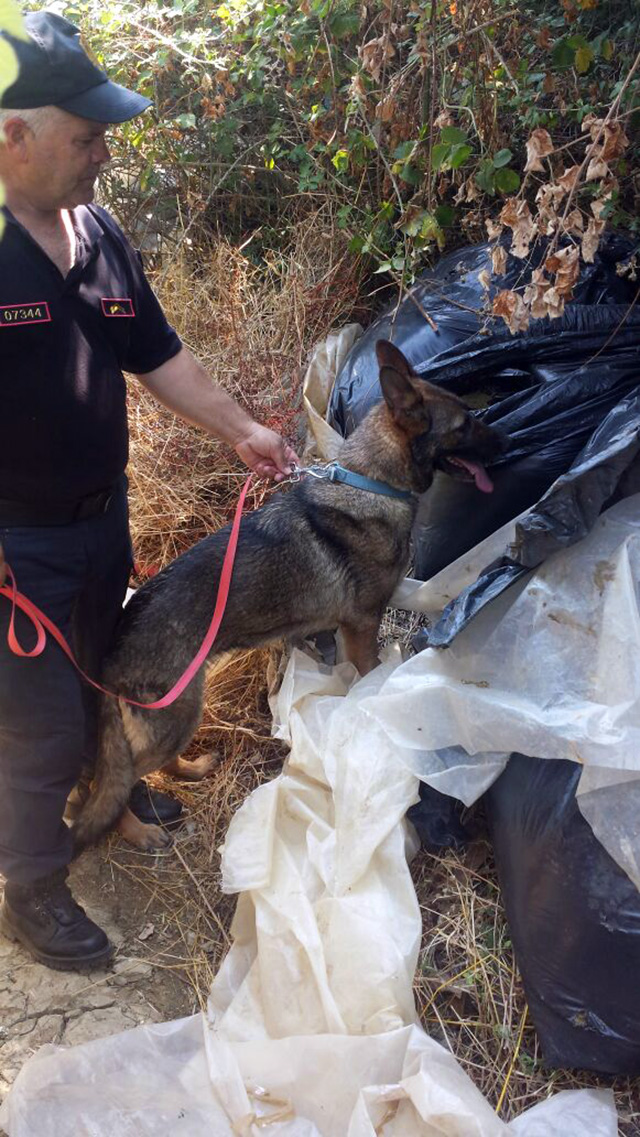 FOTO GALERI/ Vlorë, qeni i Policisë gjen në Drithas 600 kg kanabis