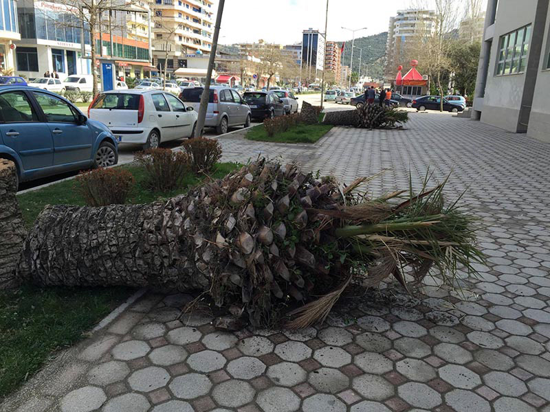Vlorë, palma e kalbur bie në rrugë, rrezikon nënën dhe fëmijën