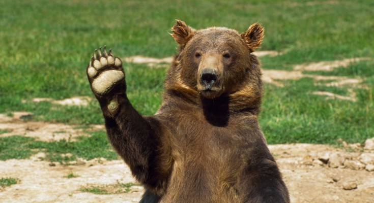 Kukës, dy sulme në tre ditë nga ariu, 73-vjeçari humb njërin sy