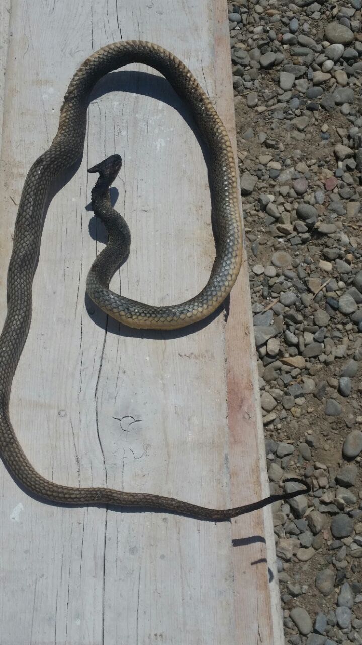 Një gjarpër ndëshkon pushuesit në Malin e Robit