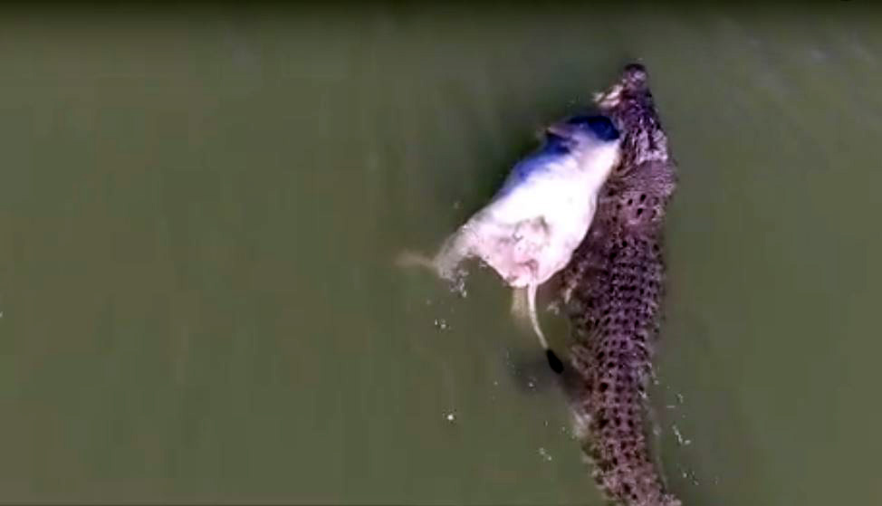 VIDEO/ Pamje nga droni, krokodili gjigant sulmon lopën dhe e tërheq lopën në lumë