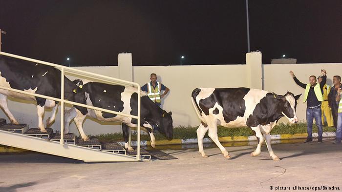 FOTO/ Katari sfidon embargon e fqinjëve, importon 165 lopë me… avionë