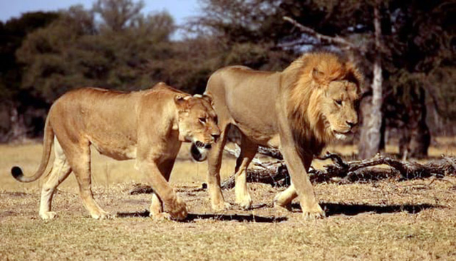 VIDEO/ Kur mbretërit e xhunglës i ndjek i njëjti fat tragjik!