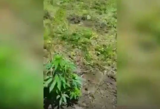 VIDEO/ Tiranë, policia sekuestron “Majën e Ksulit” plot me drogë, në pranga 54 vjeçari