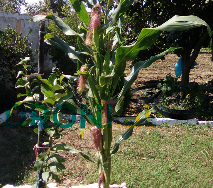 FOTO LAJM/ E rrallë, ja sa kallinj mbart një bimë misri e kultivuar në Kurbin