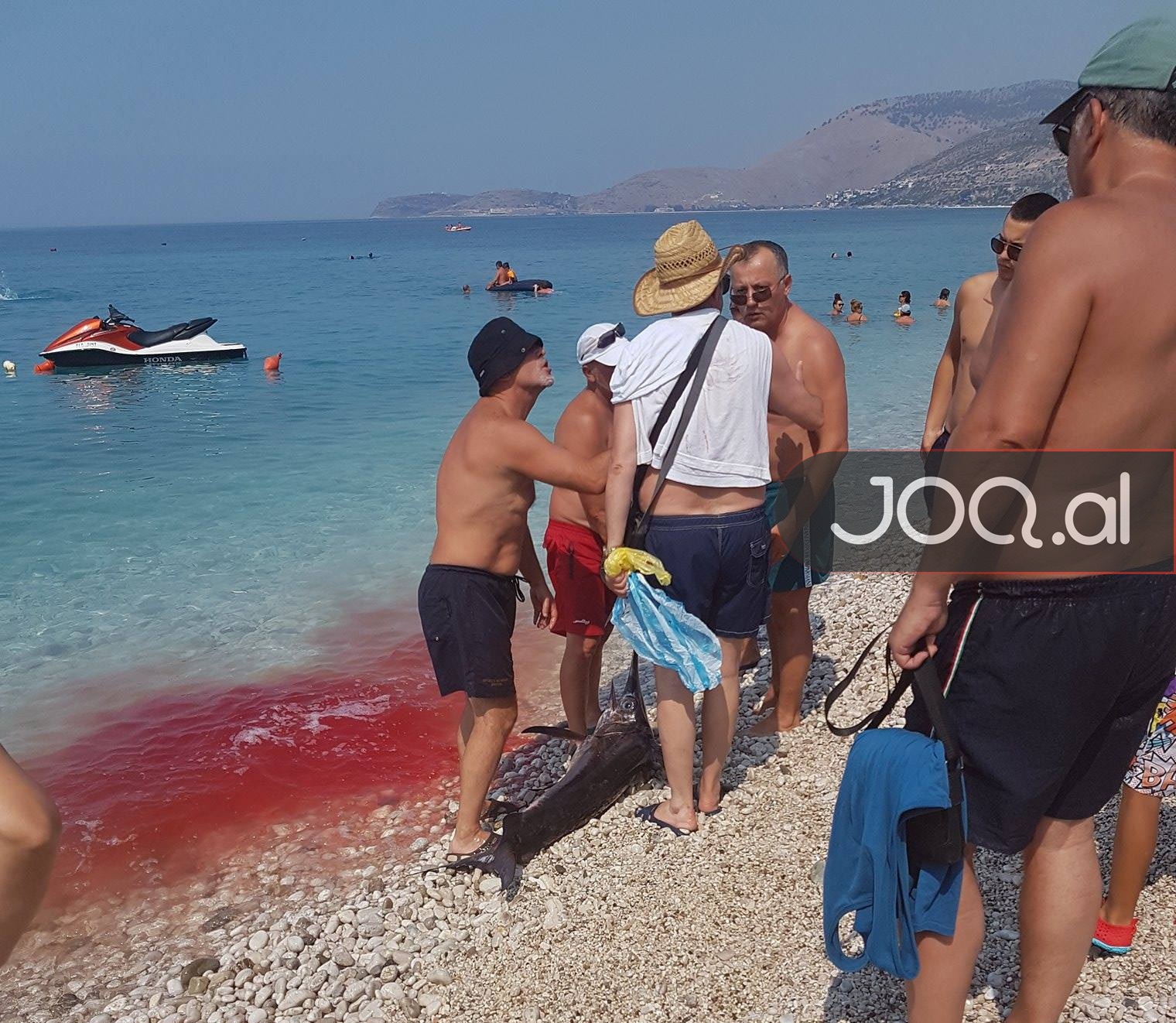FOTO GALERI/ Borsh, deti skuqet nga gjaku, peshkatari tmerron pushuesit