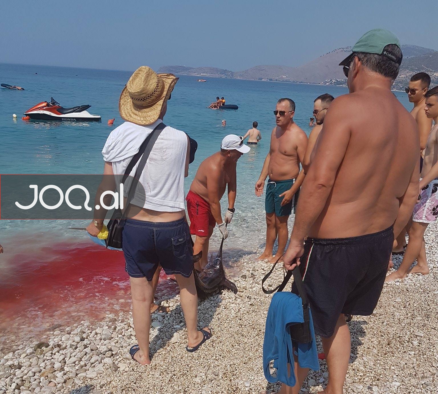 FOTO GALERI/ Borsh, deti skuqet nga gjaku, peshkatari tmerron pushuesit