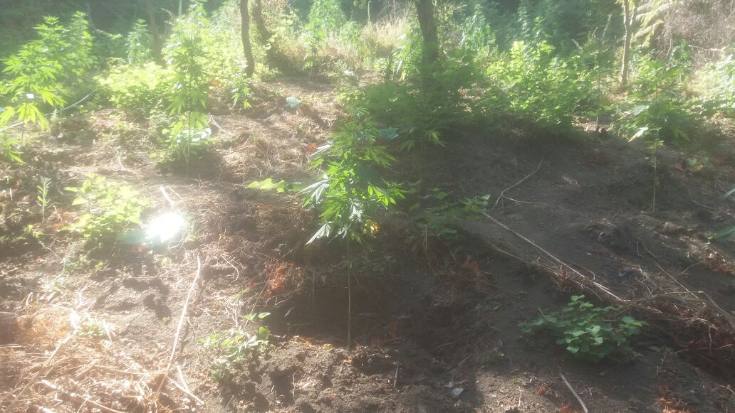 FOTO/ Vlorë, asgjësohen 127 rrënjë kanabis, arrestohet në flagrancë 42 vjeçari