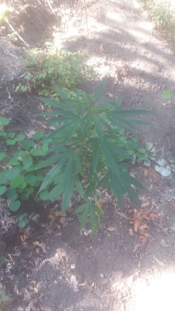 FOTO/ Vlorë, asgjësohen 127 rrënjë kanabis, arrestohet në flagrancë 42 vjeçari