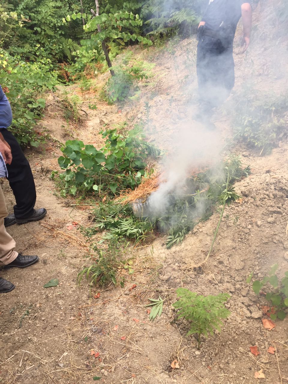 FOTO/ Vlorë, asgjësohen 127 rrënjë kanabis, arrestohet në flagrancë 42 vjeçari