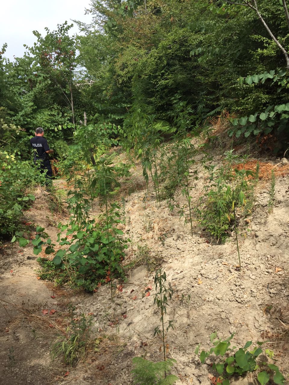 FOTO/ Vlorë, asgjësohen 127 rrënjë kanabis, arrestohet në flagrancë 42 vjeçari