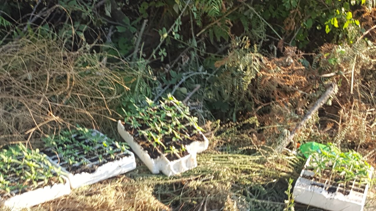 Vlorë, policia asgjëson 238 rrënjë kanabis, në kërkim pronarët