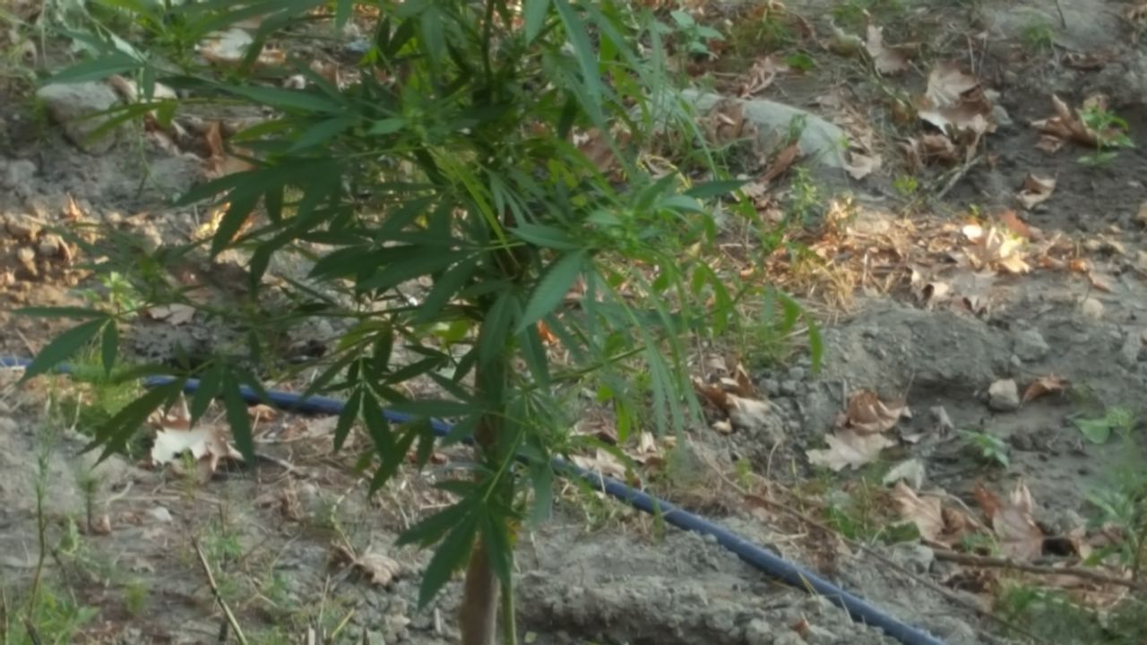 Vlorë, policia asgjëson 238 rrënjë kanabis, në kërkim pronarët