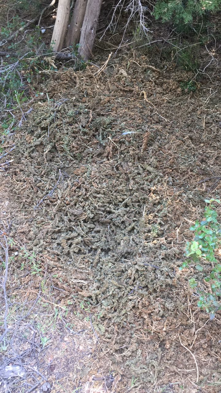 FOTO/ Vlorë, policia gjen 11 kg drogë në pyll