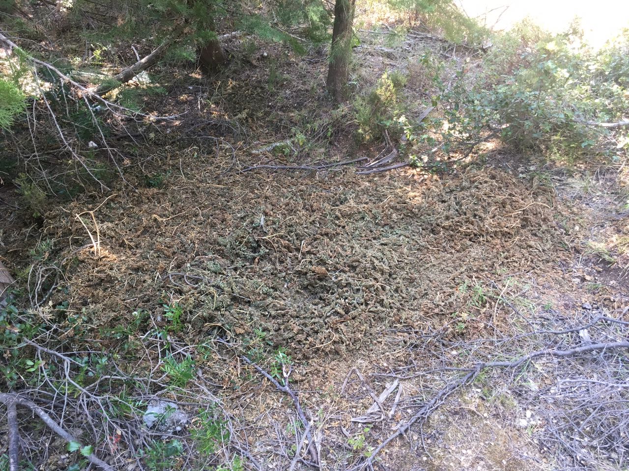 FOTO/ Vlorë, policia gjen 11 kg drogë në pyll