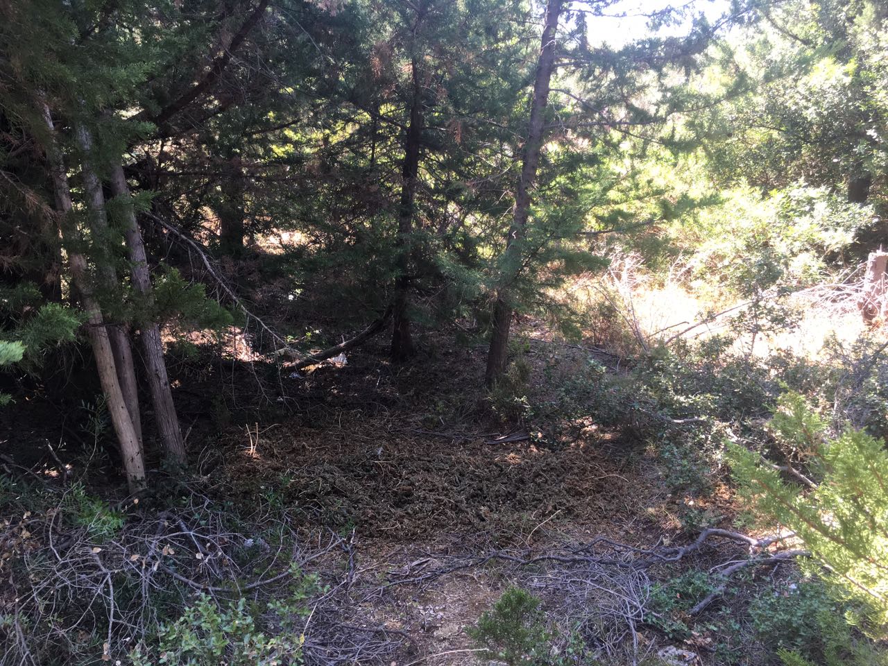 FOTO/ Vlorë, policia gjen 11 kg drogë në pyll