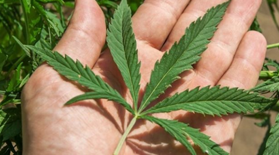 Delvinë, Policia “bën namin” korr plot 4 rrënjë kanabis në pyll, po “punon” për identifikimin e autorit