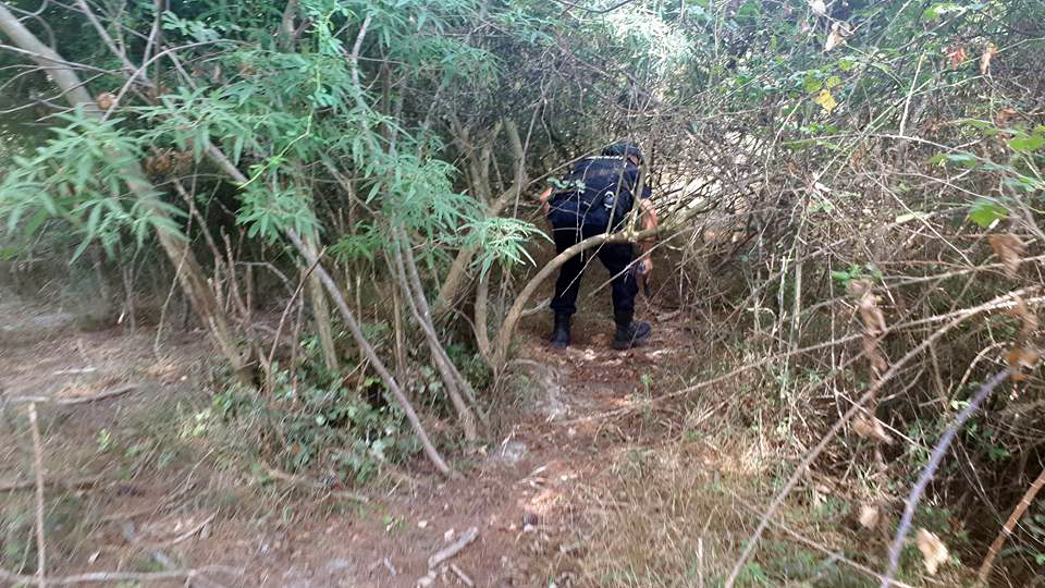 VIDEO/ Operacion antidrogë nga Shkodra në Sarandë, prangosen 40 persona