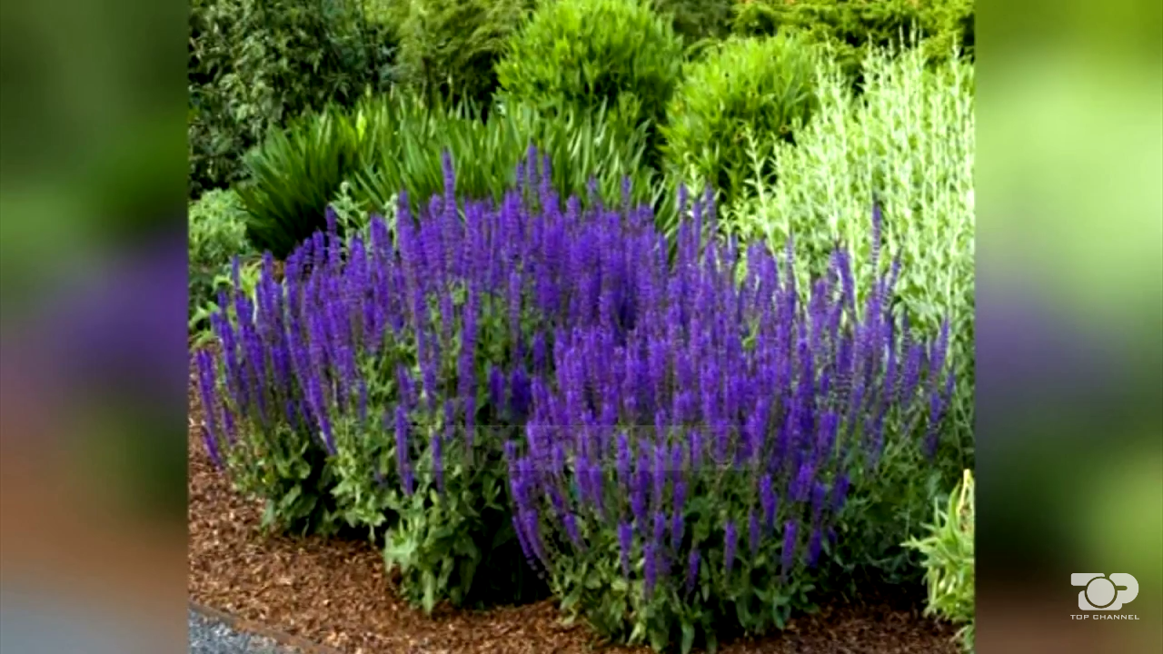 VIDEO/ Greqi, shpërndante drogën e rrezikshme të halucinacioneve, arrestohet shqiptari
