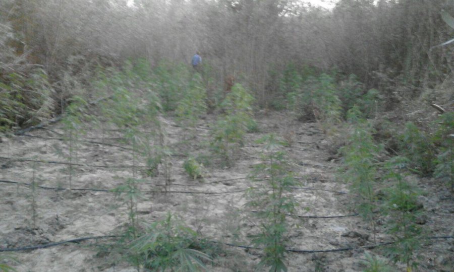 FOTO/ Asgjësohen 412 rrënjë kanabis, në kërkim pronari