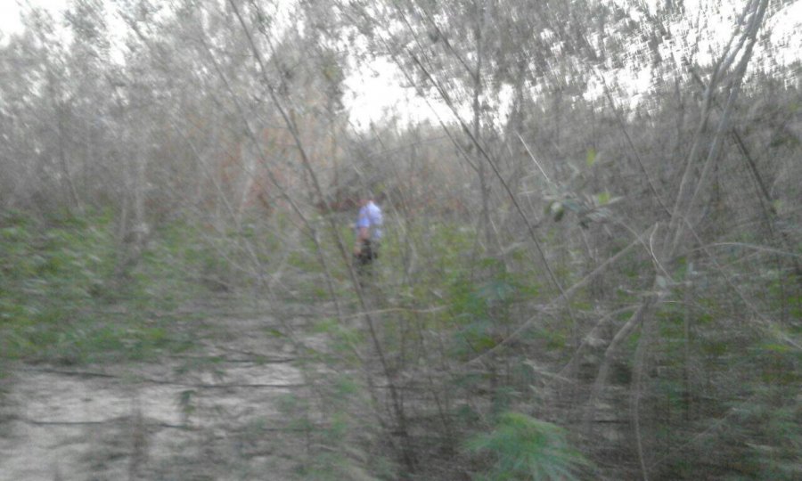 FOTO/ Asgjësohen 412 rrënjë kanabis, në kërkim pronari