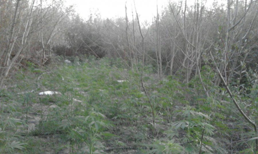 FOTO/ Asgjësohen 412 rrënjë kanabis, në kërkim pronari