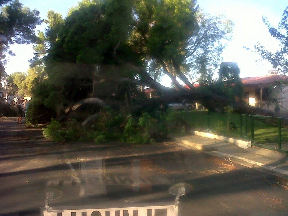 FOTO/ Divjakë, stuhia e madhe shkatërron Parkun Kombëtar