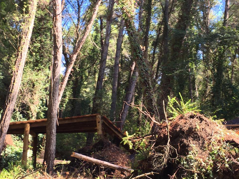 FOTO/ Divjakë, stuhia e madhe shkatërron Parkun Kombëtar