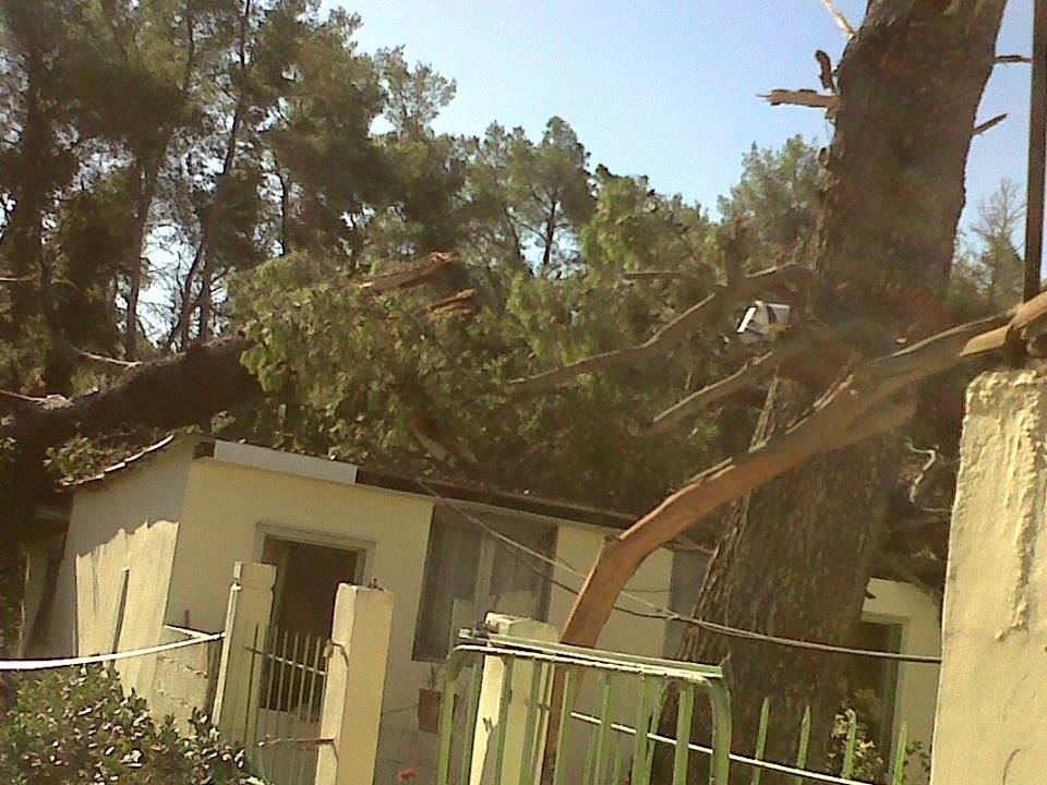 FOTO/ Divjakë, stuhia e madhe shkatërron Parkun Kombëtar
