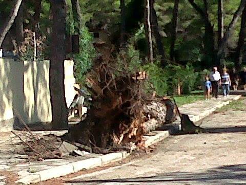 FOTO/ Divjakë, stuhia e madhe shkatërron Parkun Kombëtar