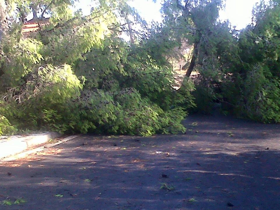 FOTO/ Divjakë, stuhia e madhe shkatërron Parkun Kombëtar