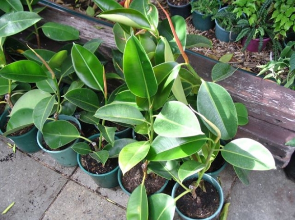 Për një shtëpi të freskët ju duhen “lulet kondicioner”