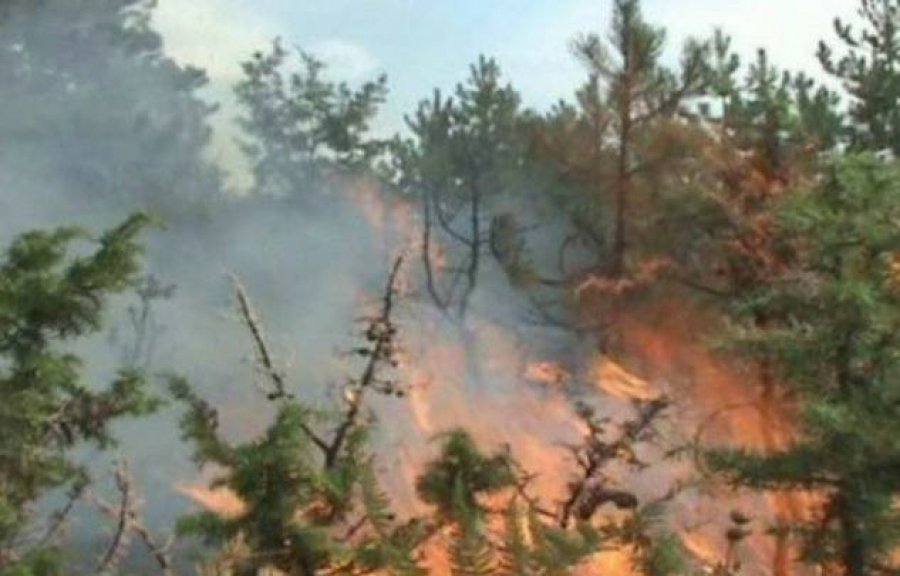 Dogji 50 ha pyll, zjarri ende nuk është shuar, 21 vjeçari përfundon në pranga