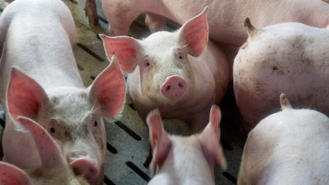 Zjarrfikësit shpëtuanë derrat dhe më pas i përdorën si ushqim