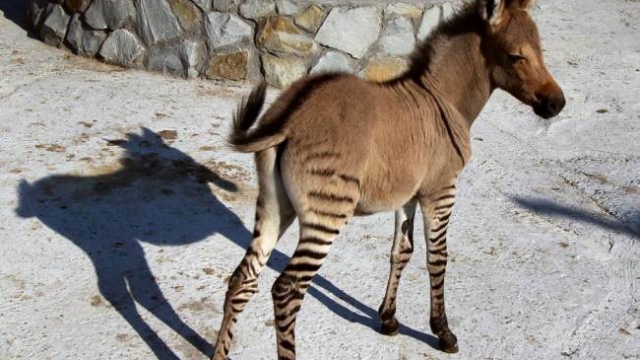 15 adoleshentë përdhunuan një gomar , ja si pëfunduan