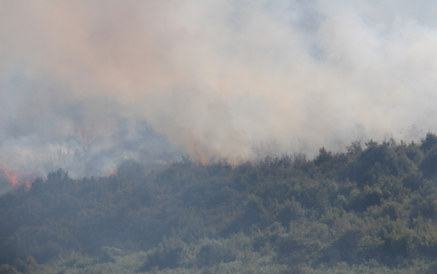 FOTO/ Asgjësoi 7 dynym pyll në Karaburun, arrestohet çobani