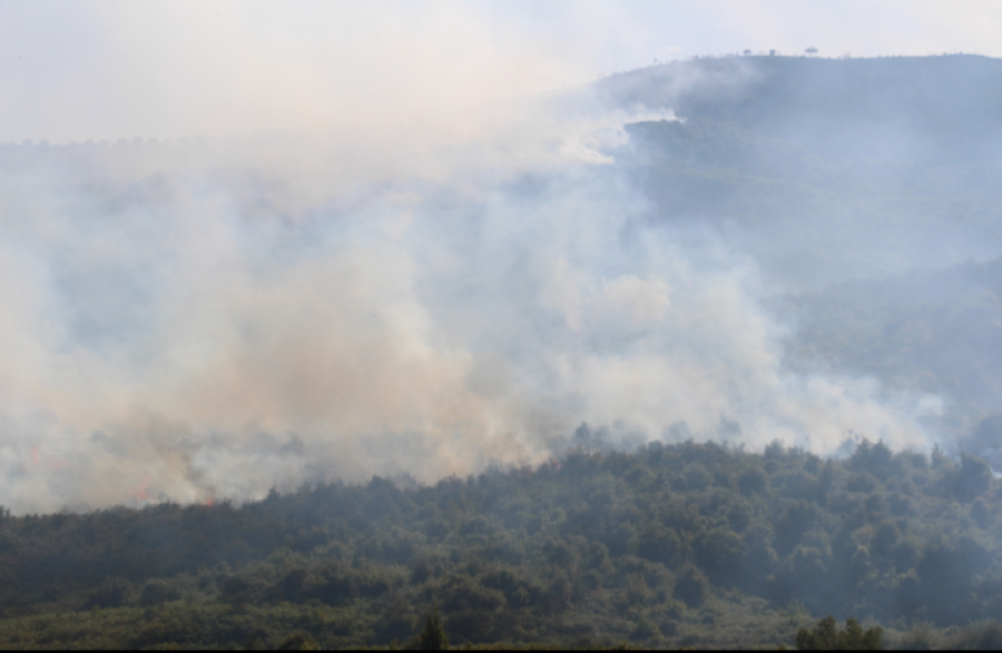 FOTO/ Asgjësoi 7 dynym pyll në Karaburun, arrestohet çobani