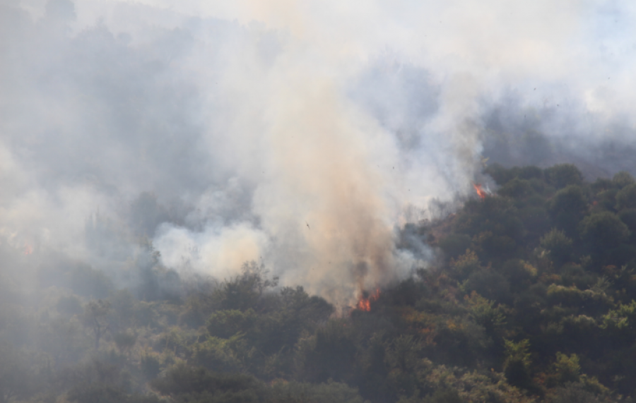 FOTO/ Asgjësoi 7 dynym pyll në Karaburun, arrestohet çobani