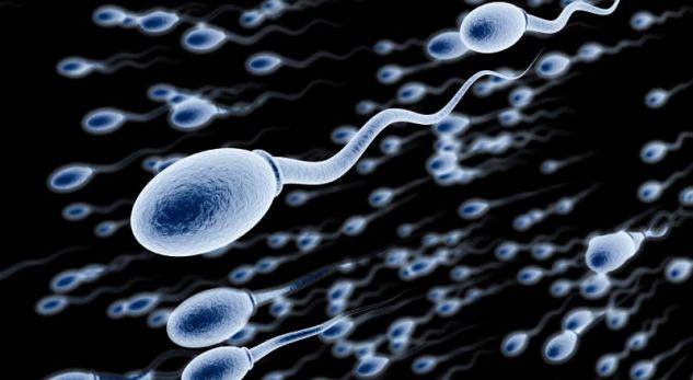 Meshkujt perëndimor vuajnë nga sasia e spermatozoidëve, ja shkaqet