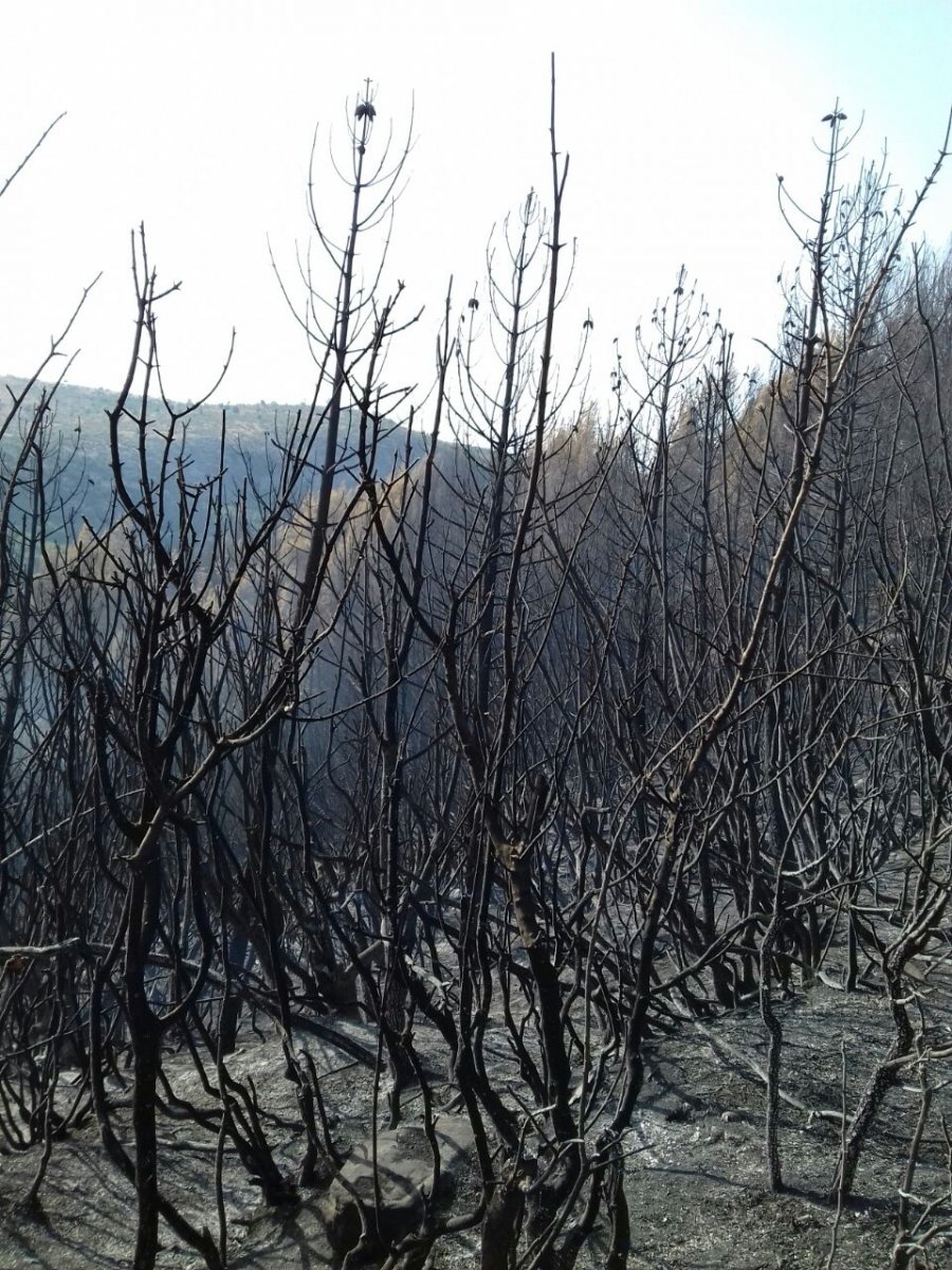 Gramsh, digjen 3 ha pisha, arrestohet një 67 vjeçar